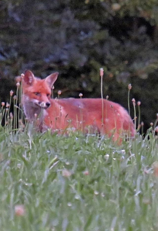 Der Fuchs schaut.  | Foto: Simon Wolf