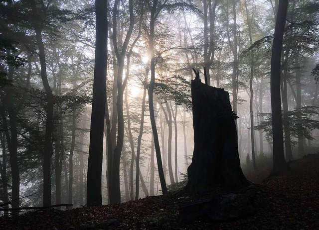 Morgennebel im Wald (Symbolbild)  | Foto: Bernd Thissen (dpa)