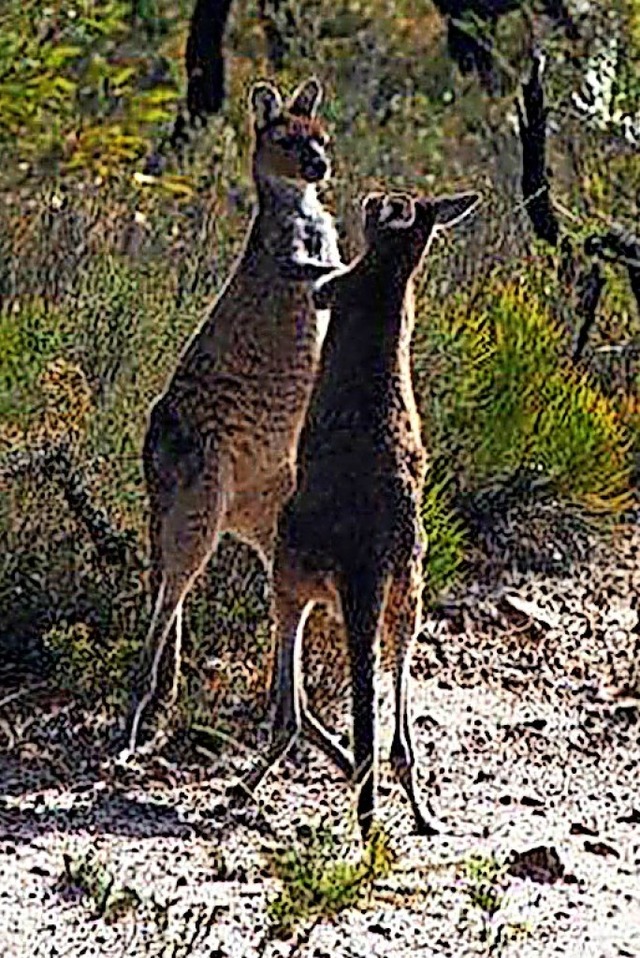 In Australien trifft man auf viel Vieh...1; etwa auf Kngurus und Kookaburras.   | Foto: Privat