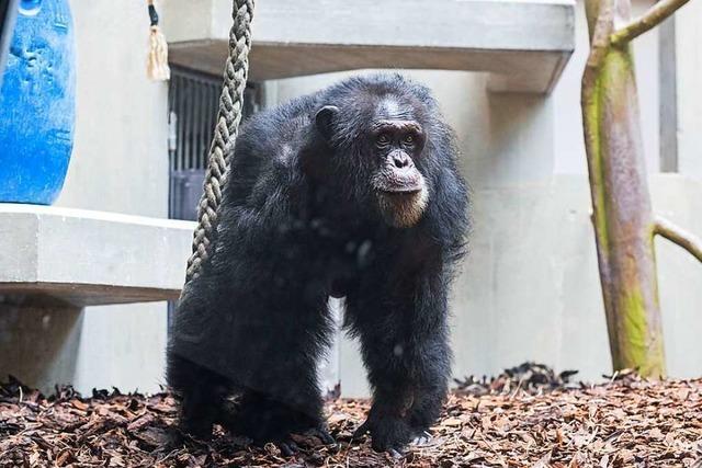 Zoo Basel trauert um Schimpansen Tatu – Todesursache unklar