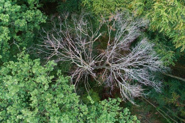 Waldarbeiter strzt bei Baumfllarbeiten in Knabach 30 Meter bergab