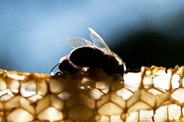 Bienenfreunde beerdigen Volksbegehren – Einigung auf Kompromiss