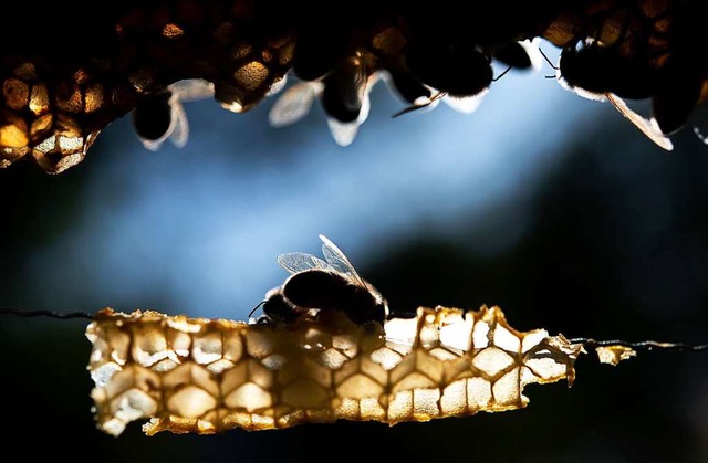 Eine Honigbiene.  | Foto: Sebastian Gollnow (dpa)