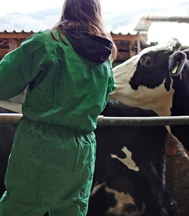 Tierrzte des Veterinramtes impften Khe in Wittnau.  | Foto: Jannik Jrgens