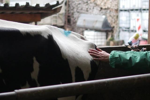 Veterinramt impft 250 Tiere von Wittnauer Hof gegen den Willen des Besitzers