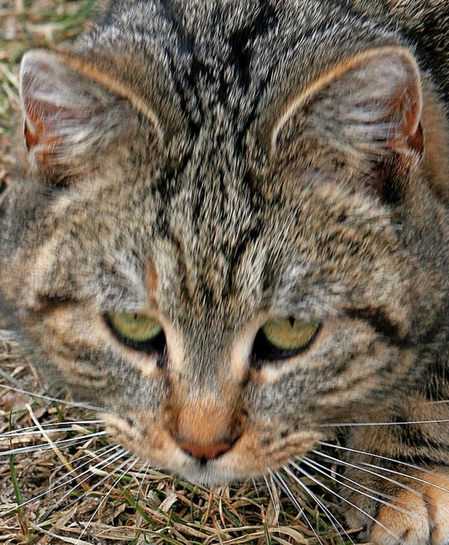 Katze bei der Jagd  | Foto: Patrick Pleul (dpa)