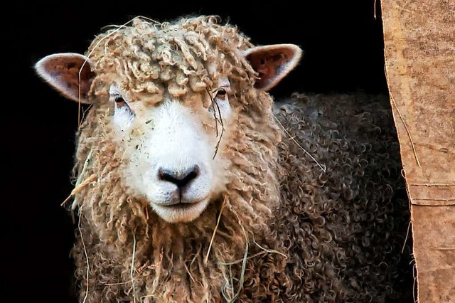 Der betroffene Landwirt hatte sich geg... gewehrt. Nun ist ein Schaf gestorben.  | Foto: Karen