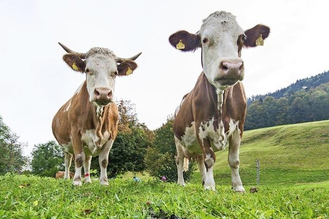 Futtermittelzusatz vom DSM soll Methan-Ausstoß von Kühen verringern