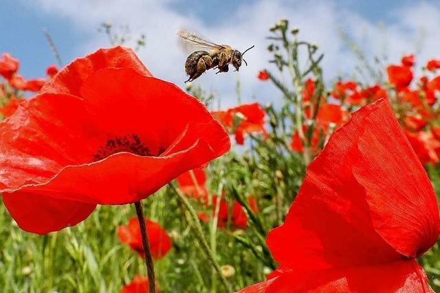 Erleichterung, aber auch Kritik nach Bienen-Kompromiss