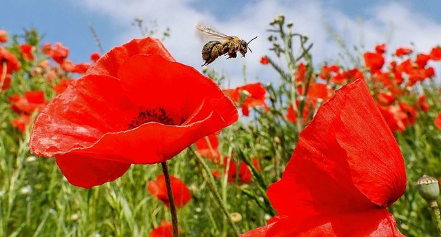 Dass Bienen geschtzt und  dem Insekte...,  wie das bewerkstelligt werden kann.  | Foto: Thomas Warnack (dpa)