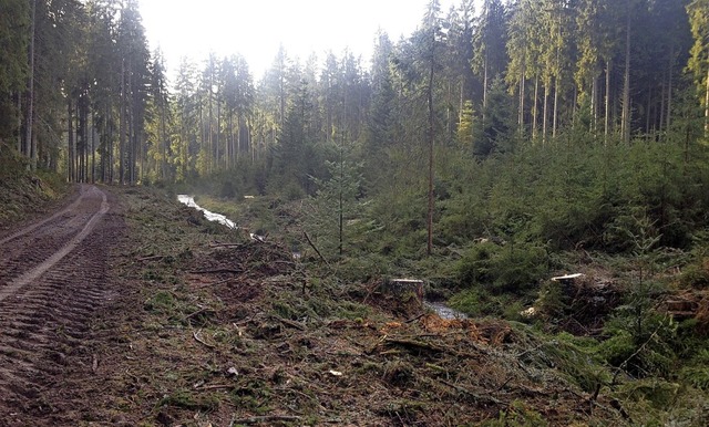 Nach dem Hieb am Klausbach ist die Naturverjngung (rechts) deutlich sichtbar.   | Foto: Liane Schilling