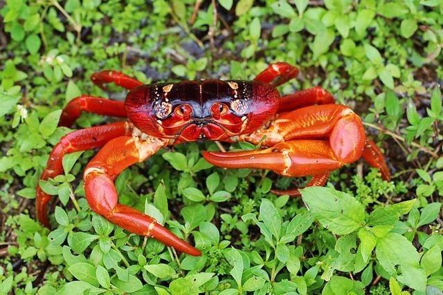 Das groe Krabbeln der Roten Landkrabben