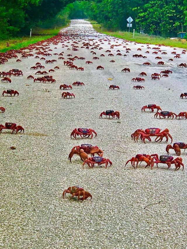 berall laufen die Roten Landkrabben  | Foto: - (dpa)