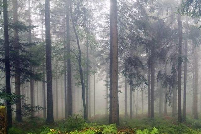 Nothilfe fr den Wald im Sdwesten