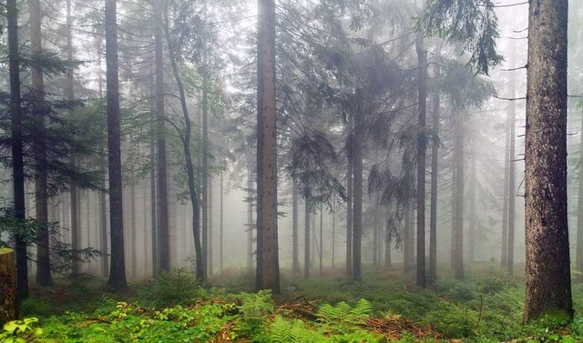 Der Wald leidet.  | Foto: Patrick Seeger (dpa)