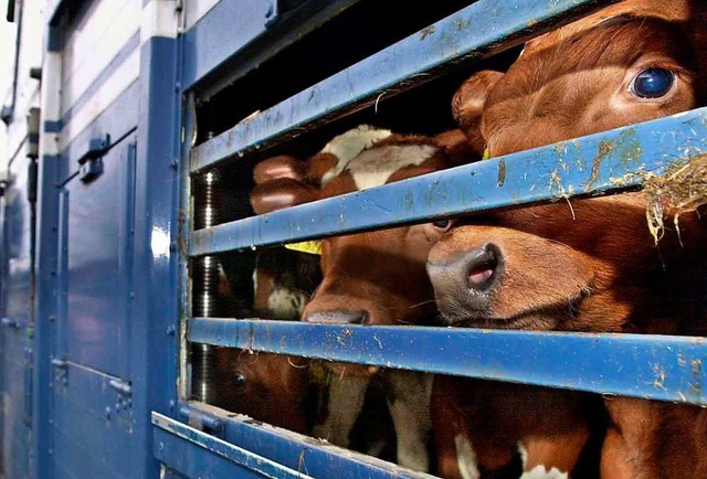 Transporte knnen fr Tiere zur Tortur werden.   | Foto: Ulrich Perrey