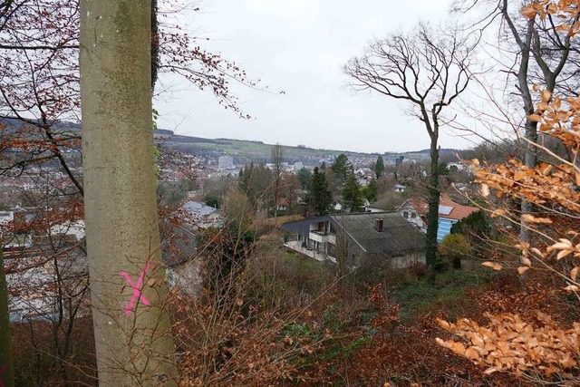 Bume im Waldrefugium oberhalb der Chr...ie angrenzende Wohnbebauung gefhrden.  | Foto: Peter Gerigk