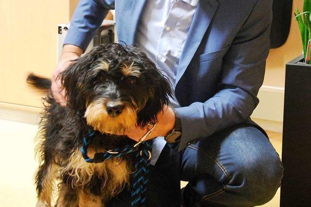 Ein Labradoodle untersttzt Schler der Waldkircher Kastelbergschule