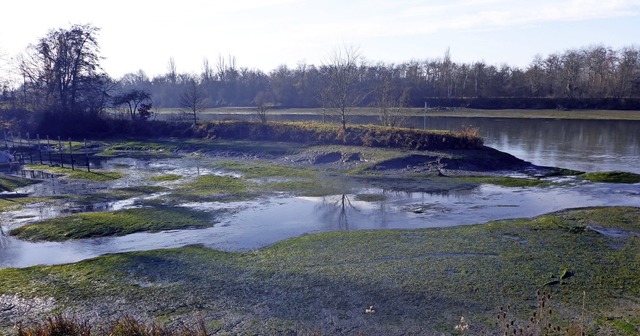 Niedriger Wasserstand im Altrhein.   | Foto: Paul Munzinger