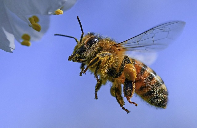 Am Anfang der Debatte ging es um den S...n, dass er das Insektensterben bremst.  | Foto: Patrick Pleul (dpa)