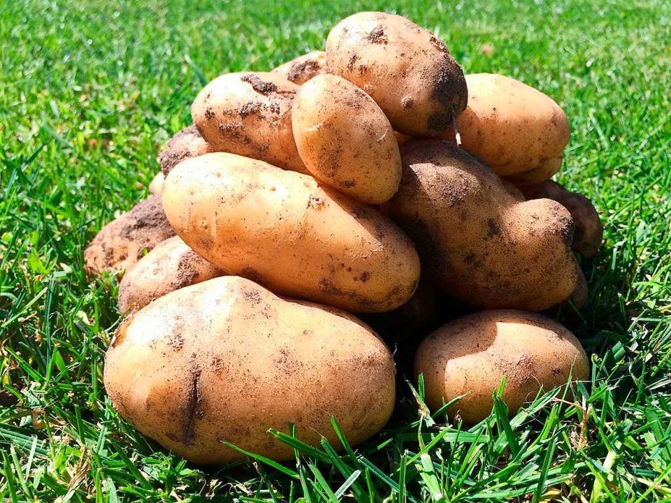 Aus Kartoffelstrke wird der Saugkern hergestellt.  | Foto: GreenTec Awards