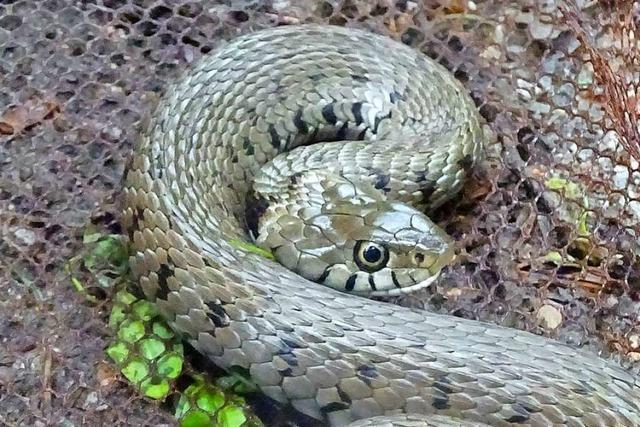 Im Bad Säckinger Wald gibt es viele geschützte Reptilien