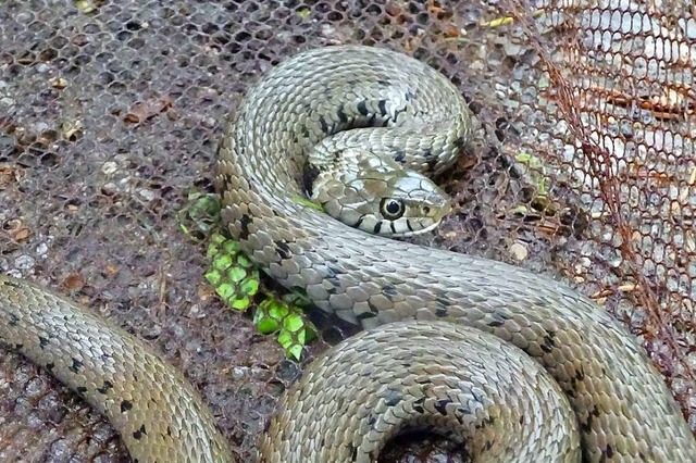 Die Freiburger Experten haben in Bad S...ingelnatter gefunden und dokumentiert.  | Foto: Freiburger Institut fr angewandte Tierkologie