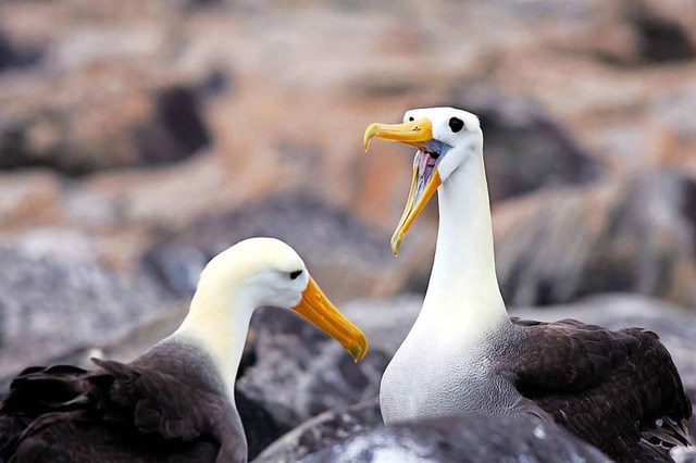 Der Galapagosalbatros zhlt zu den Tie...der sdamerikanischen Kste vorkommen.  | Foto: A9999 DB birdlife HO Simon Stirrup