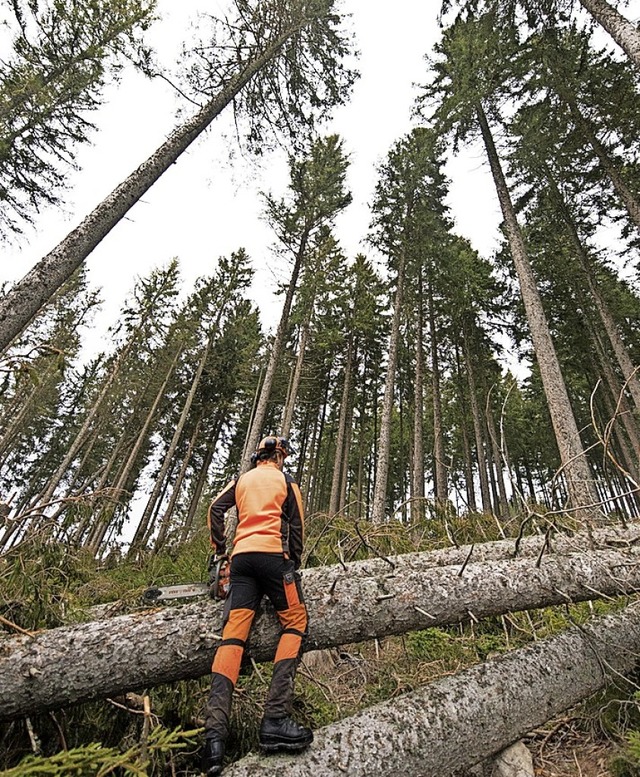 Das Kreisforstamt ist weiter fr den R...en  Feldberg und Lenzkirch zustndig.   | Foto: Patrick Seeger