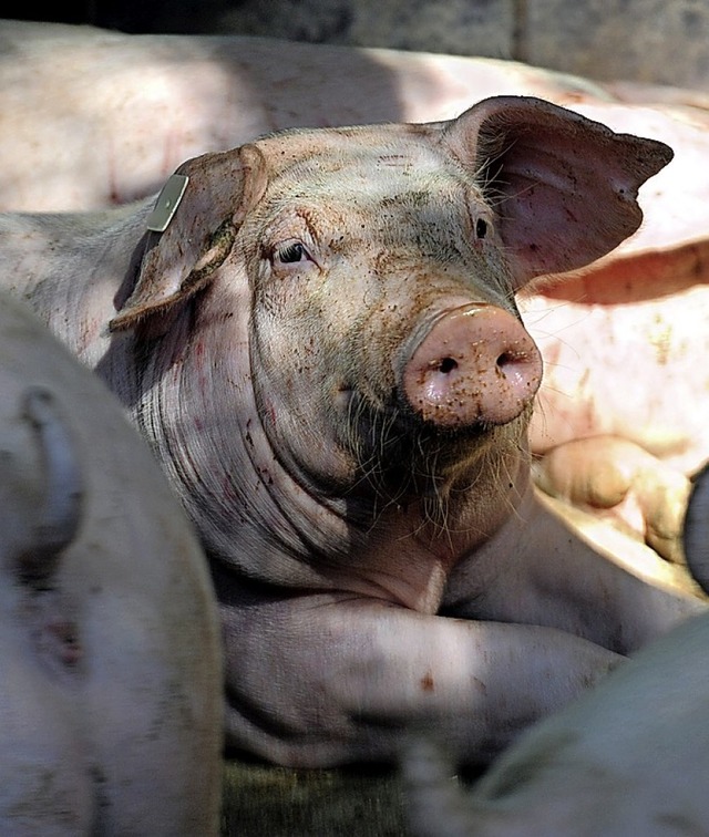 Schweinefleisch ist in China knapp und deshalb teuer.  | Foto: Ingo Wagner