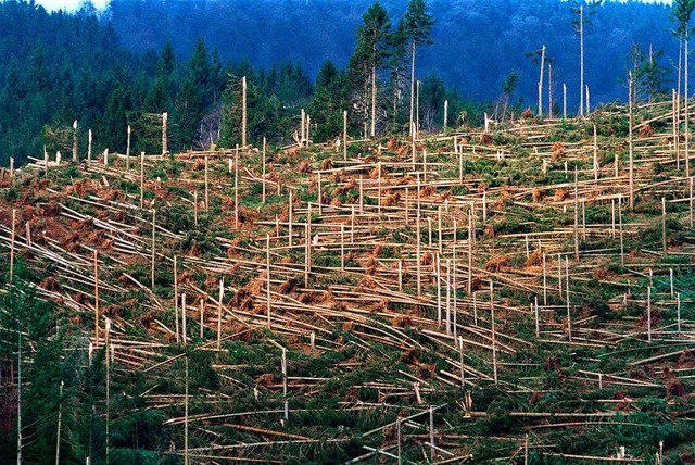 Durch Lothar zerstrter Wald in Simonswald im Kreis Emmendingen  | Foto: Rolf Haid (dpa)