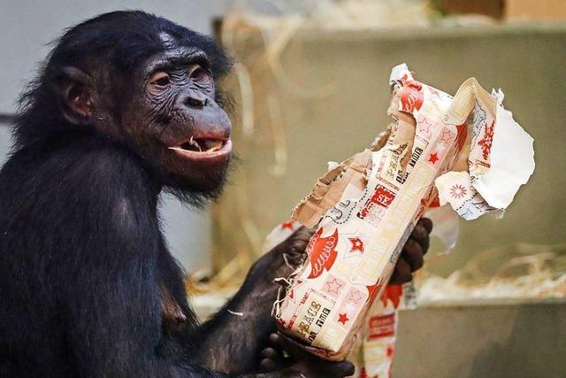 Tierische Bescherung in der Wilhelma: Affen bekommen Weihnachtsgeschenke