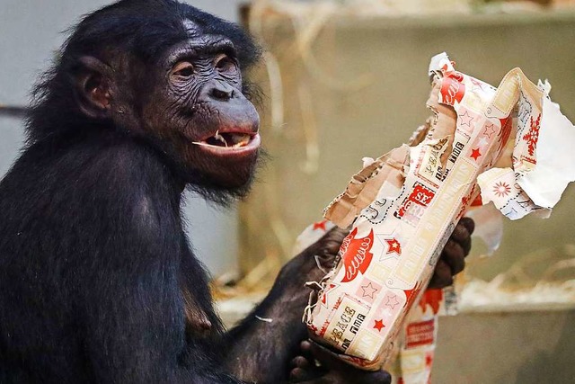 Ein Zwergschimpanse  packt sein Geschenk aus.  | Foto: Christoph Schmidt (dpa)