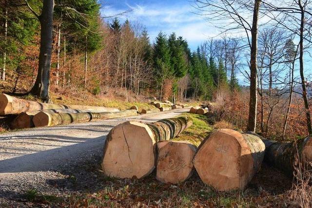 Geringere Ernte wegen schlechter Preise im Bollschweiler Wald