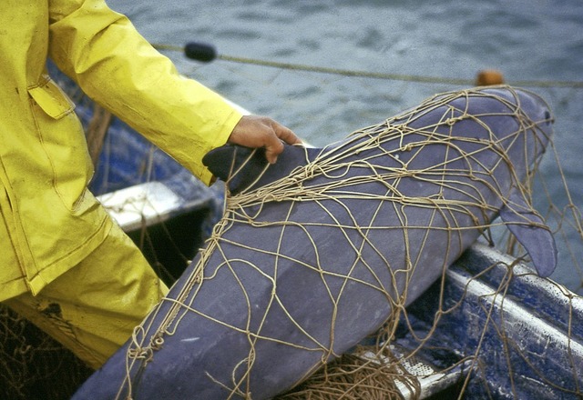 Ein Schweinswal ist einem Fischer ins Netz gegangen.  | Foto: Cristian Faesi (dpa)