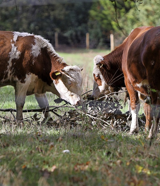 <BZ-FotoAnlauf>Rinder:</BZ-FotoAnlauf>...Das schmeckt vielen Lahrern gar nicht.  | Foto: Christoph Breithaupt