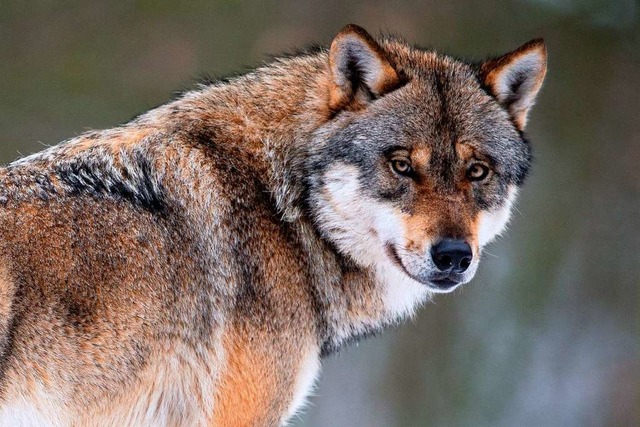 Der Wolf (hier ein Tier aus einem Wild... heile Natur vor, wie Kritiker meinen?  | Foto: Swen Pfrtner