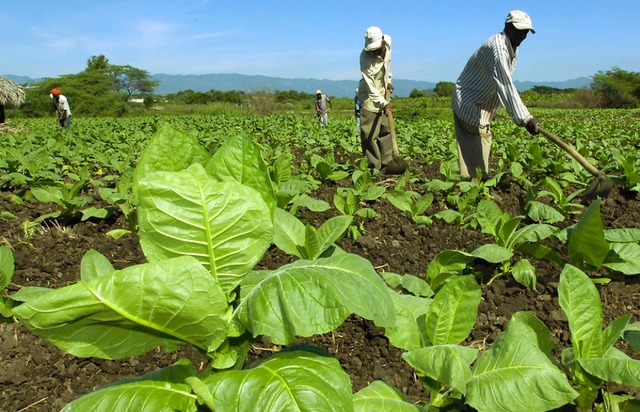 Ressourcenintensiv: Tabakanbau in der Dominikanischen Republik  | Foto: ROBERTO GUZMAN