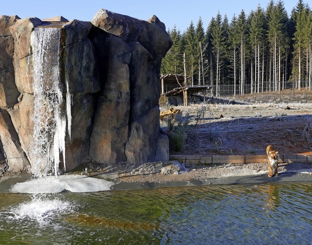 Den Tigern in Tatzmania macht der Wint...efrorenen Wasserfall in ihrem Gehege.   | Foto: Martin Wunderle
