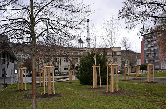 Auf dem Meeraner Platz wurden schattenspendende Bume gepflanzt  | Foto: Stadt Lrrach