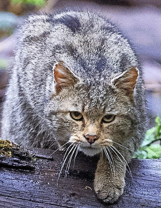 Eine Wildkatze  | Foto: Sebastian Gollnow (dpa)