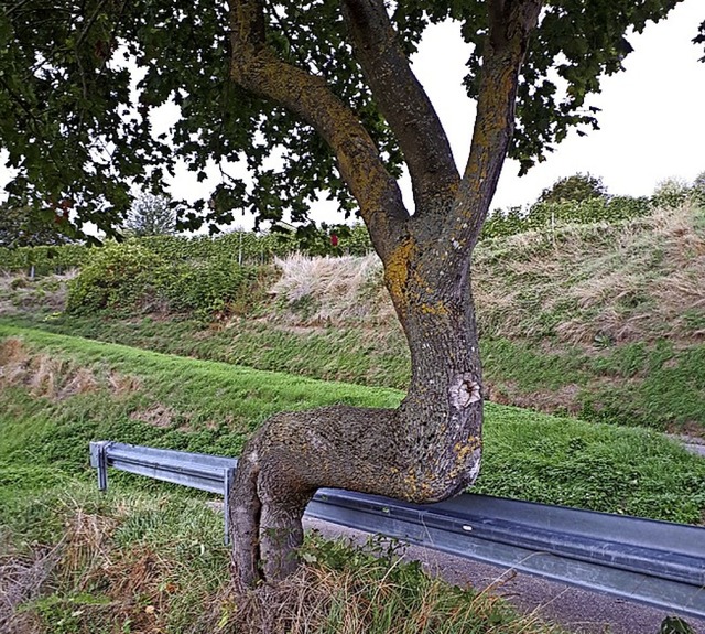<BZ-FotoAnlauf>Von frher</BZ-FotoAnlauf> erzhlt dieser wendige Baum   | Foto: Rdiger Seefried