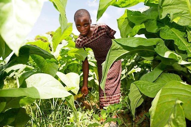 Beim Tabakanbau gibt es viel Kinderarbeit