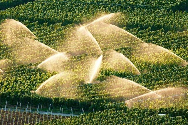 Weinbau in Zeiten des Klimawandels