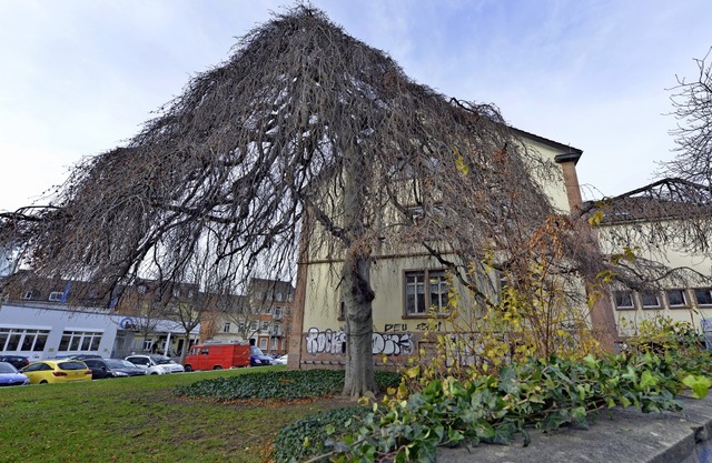 Selbst ohne Bltter ein Prachtexemplar...Baum: die Hngebuche im Sedanquartier   | Foto: Michael Bamberger