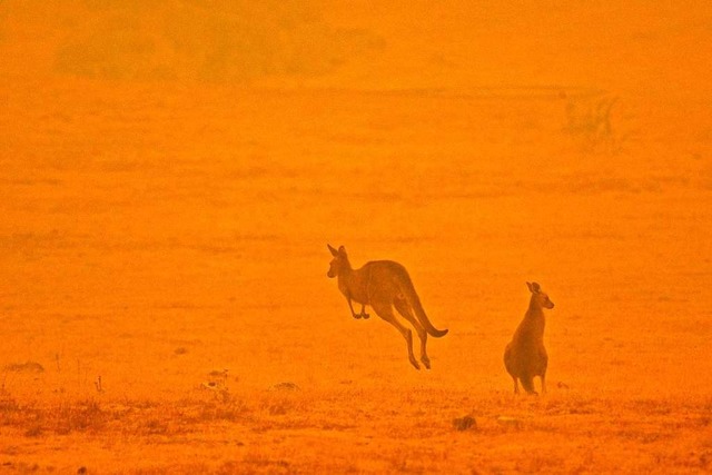 Kngurus fliehen vor dem Feuer. Expert...nterschiedlicher Tiere gestorben sind.  | Foto: SAEED KHAN (AFP)