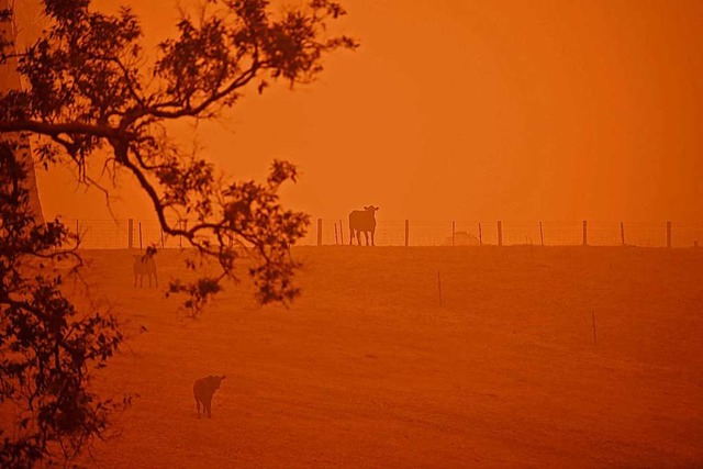 Vieh steht auf einer Weide in Australi...st von den Buschfeuern rot beleuchtet.  | Foto: SAEED KHAN (AFP)