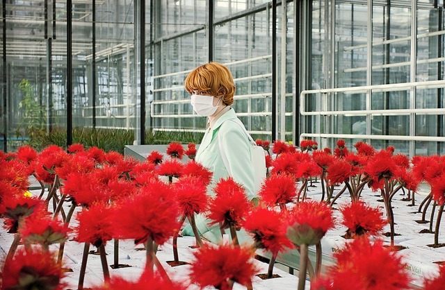 Alice (Emily Beecham) in ihrem Hightec-Glashaus  | Foto: COO99, The Bureau, Essential Films