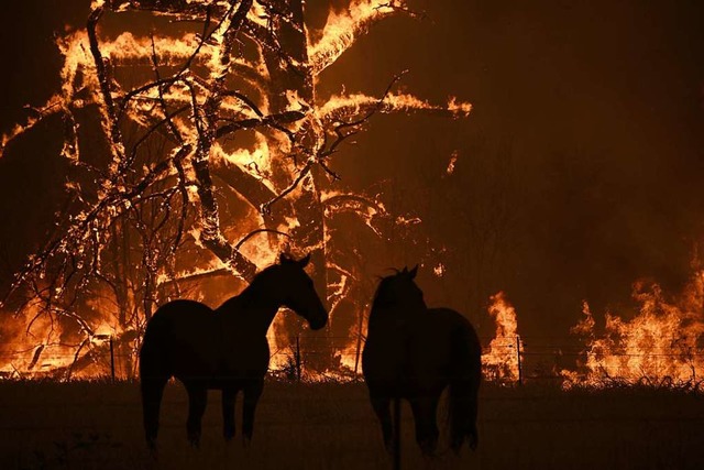 Zwei Pferde auf einer Koppel fliehen vor den Flammen  | Foto: Dan Himbrechts (dpa)
