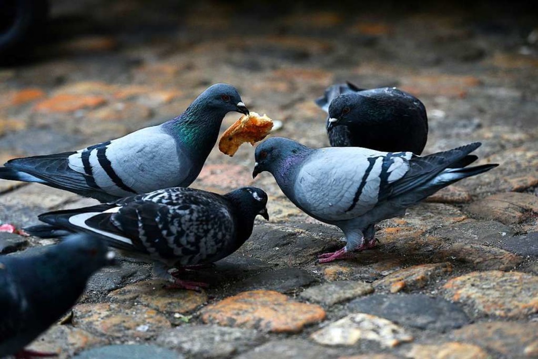 Bitte nicht füttern: Tauben wissen, da...sterplatz meist etwas für sie abfällt.  | Foto: Thomas Kunz